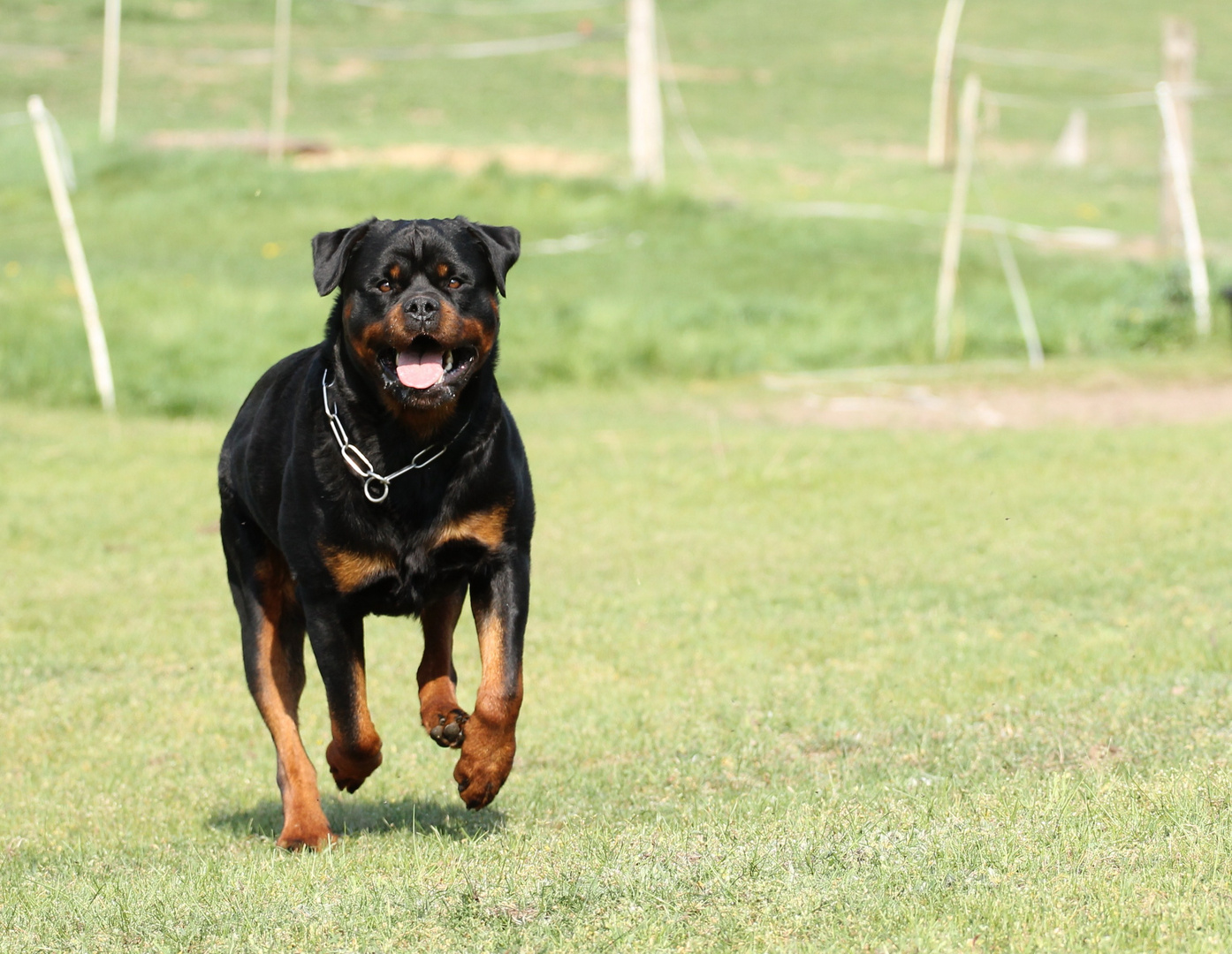 Lennox beim Spielen