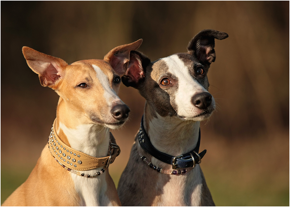 Lennox & Buddy