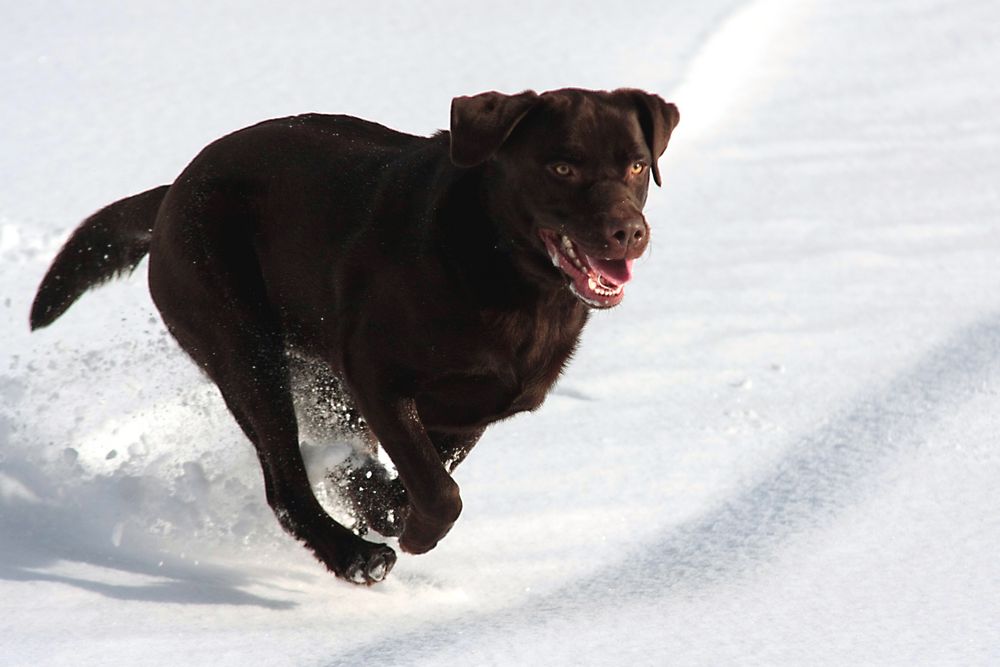 Lennox im Schnee