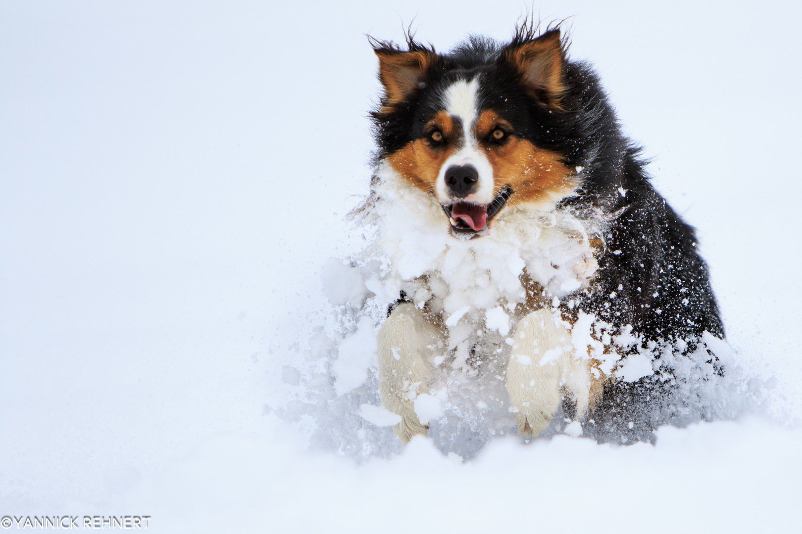 ... Lennox im Schnee