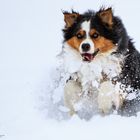 ... Lennox im Schnee