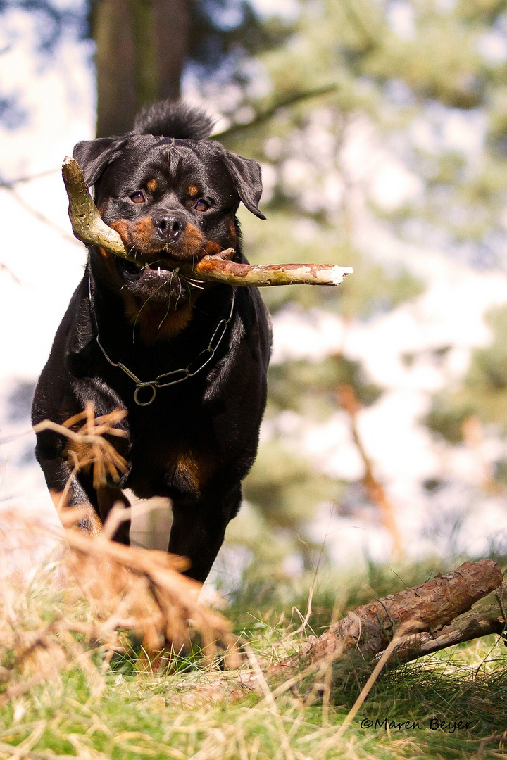 Lennox im Wald