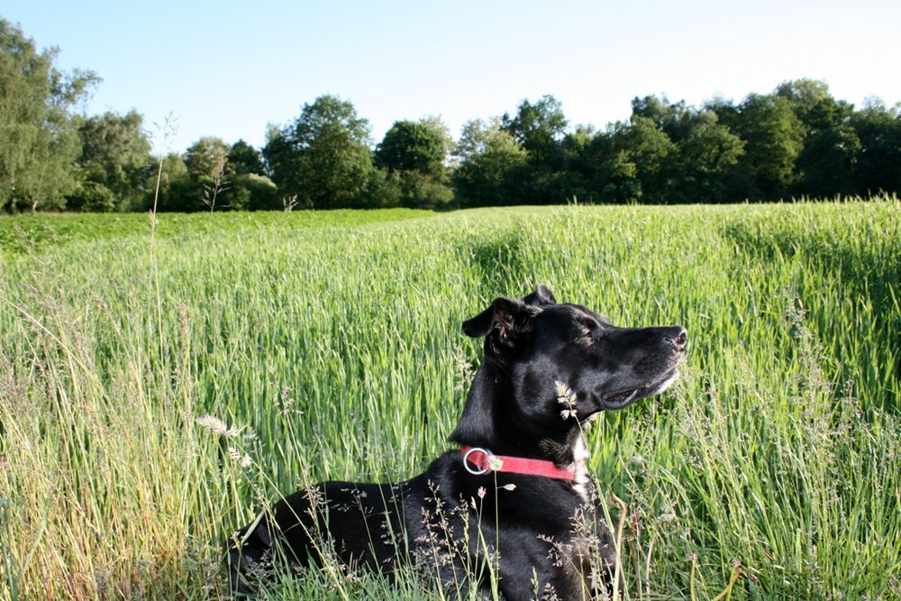 Lennox in der Abendsonne