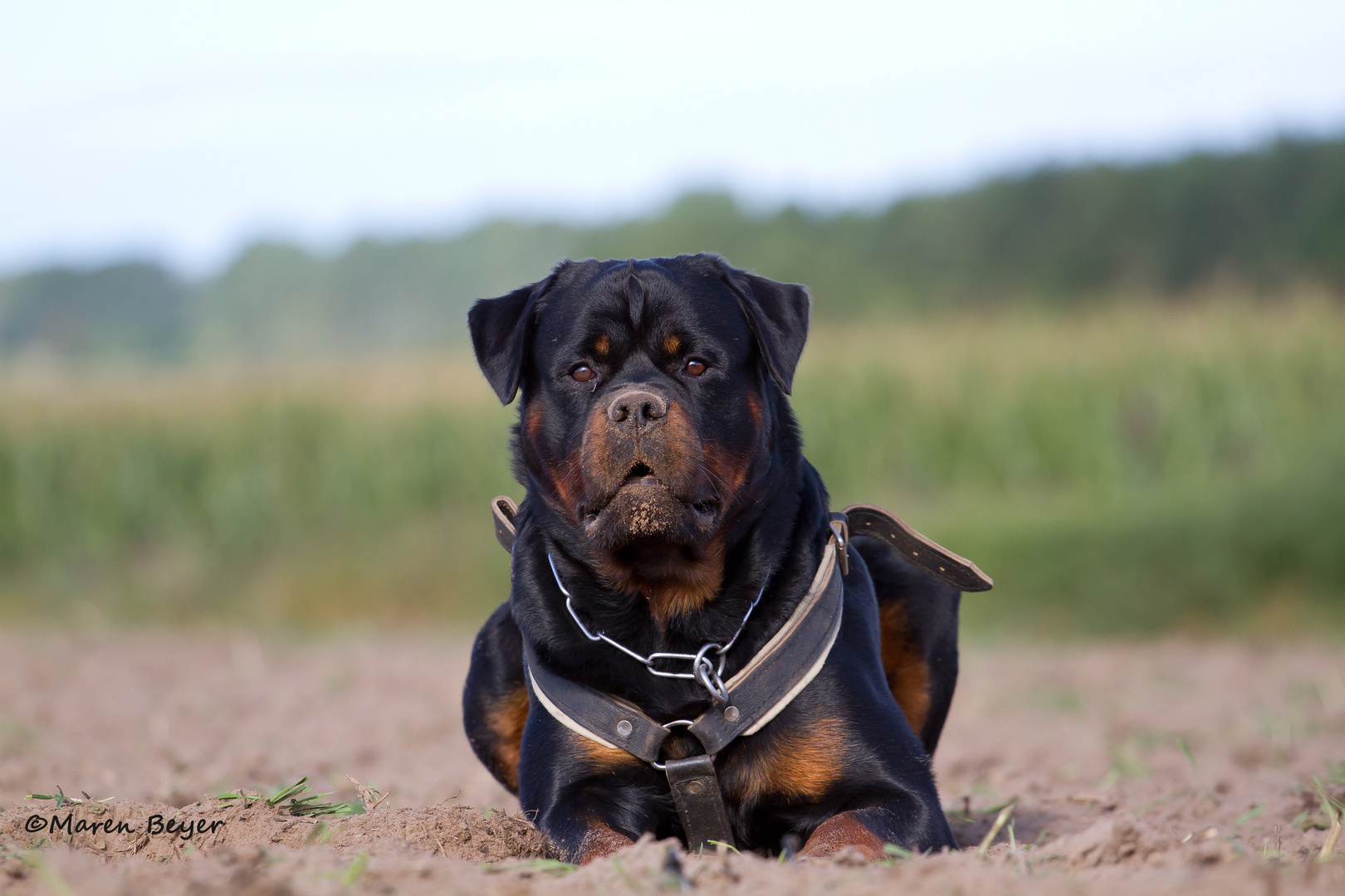 Lennox nach der Fährtenarbeit