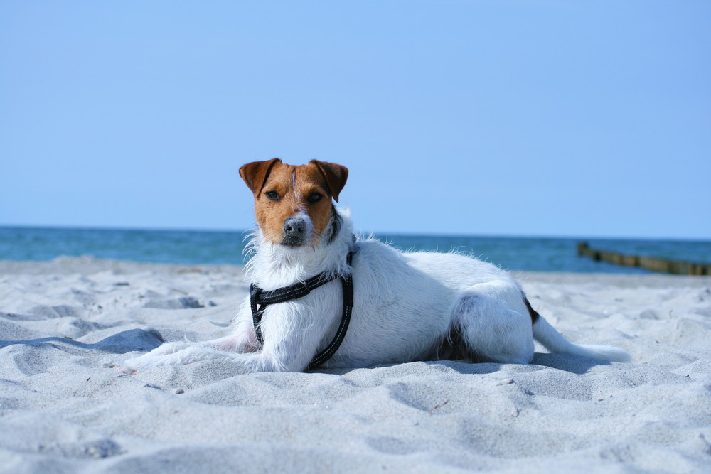 Lenny am Strand