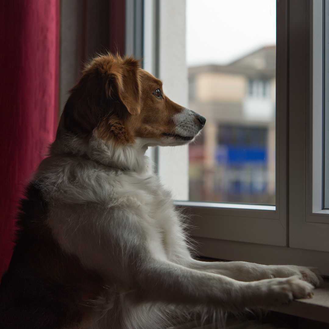 Lenny der Fenstergucker