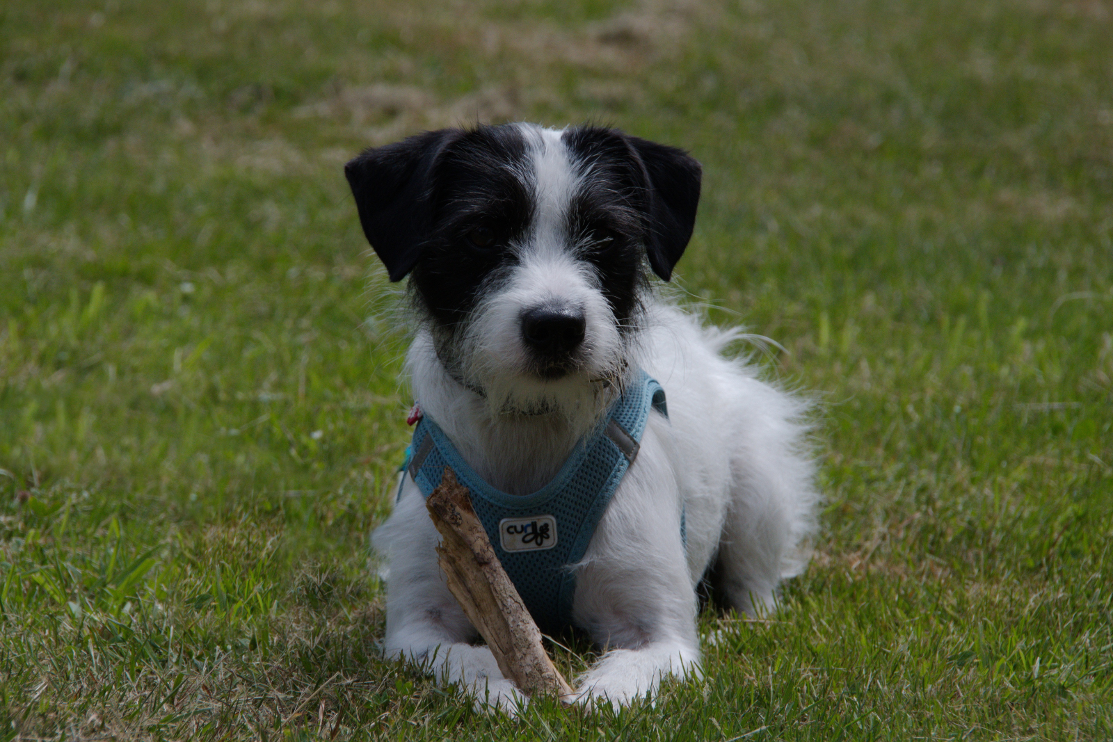 Lenny... der Parson Russell Terrier,