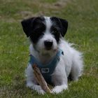 Lenny... der Parson Russell Terrier,