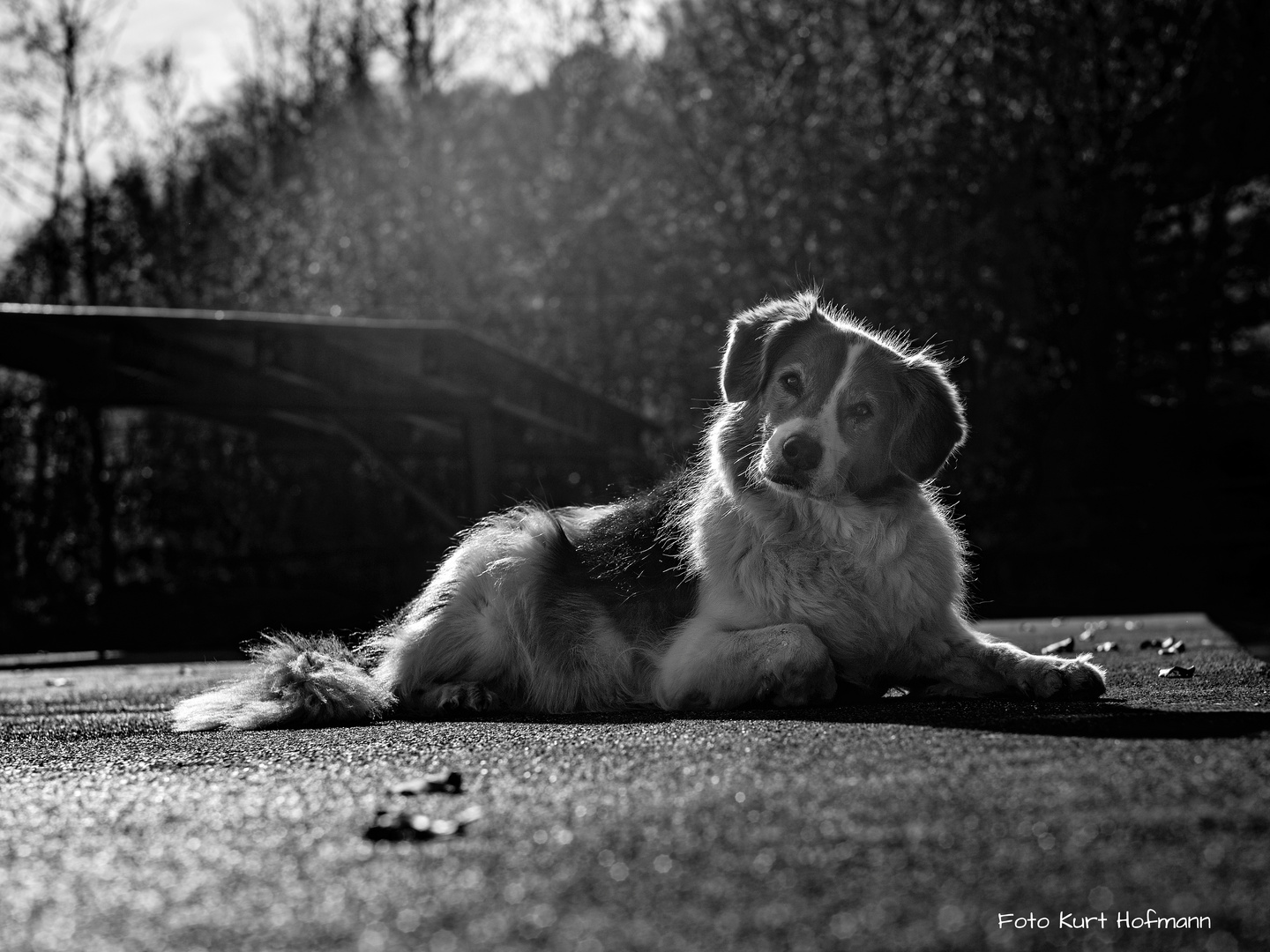 Lenny im Gegenlicht