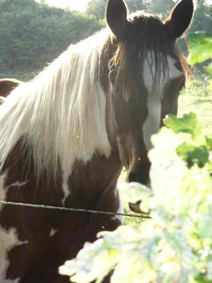 Lenny im Herbst