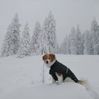 Lenny im Schneegestöber