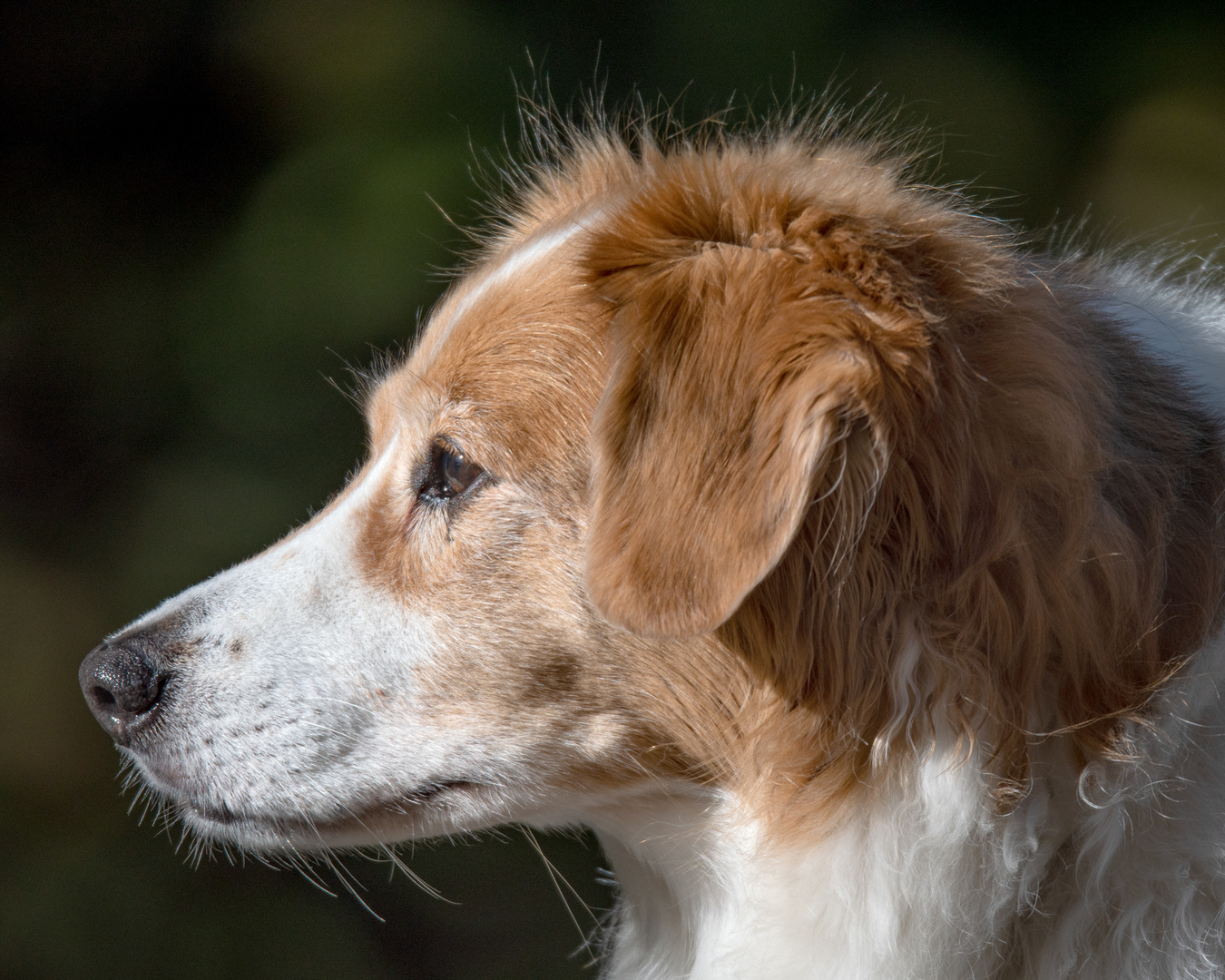 Lenny mit 12,5 Jahre 