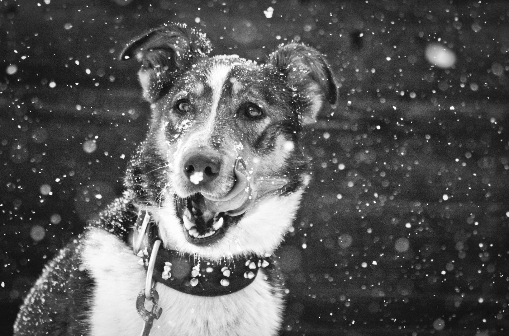 Lenny verkostet den ersten Schnee