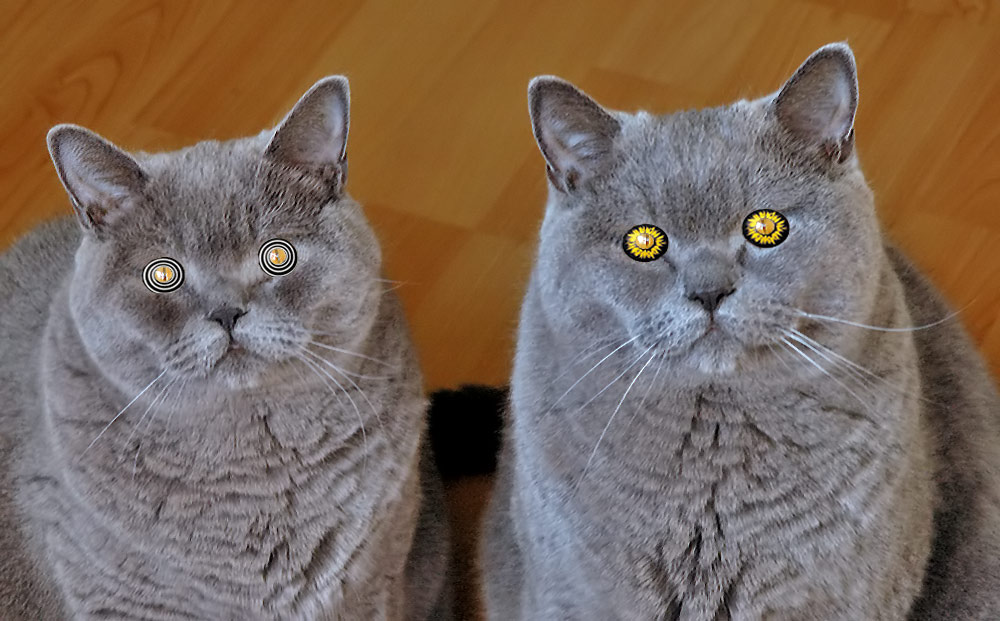 Lens cats