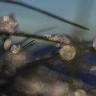 Lens flare on snowy grass.