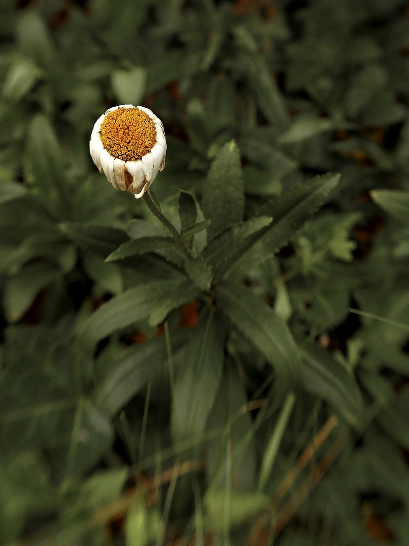 Lensbaby, 1. Versuch