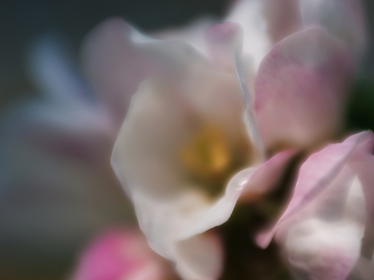 LENSBABY DREAMS I