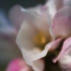 LENSBABY DREAMS I