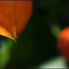 lensbaby in nachbars garten ³