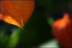 lensbaby in nachbars garten ³