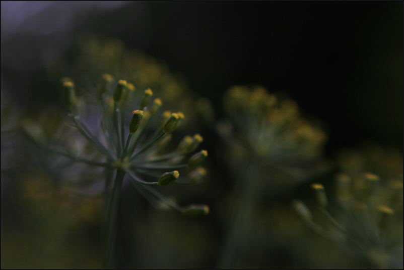 lensbaby in nachbars garten