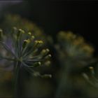 lensbaby in nachbars garten