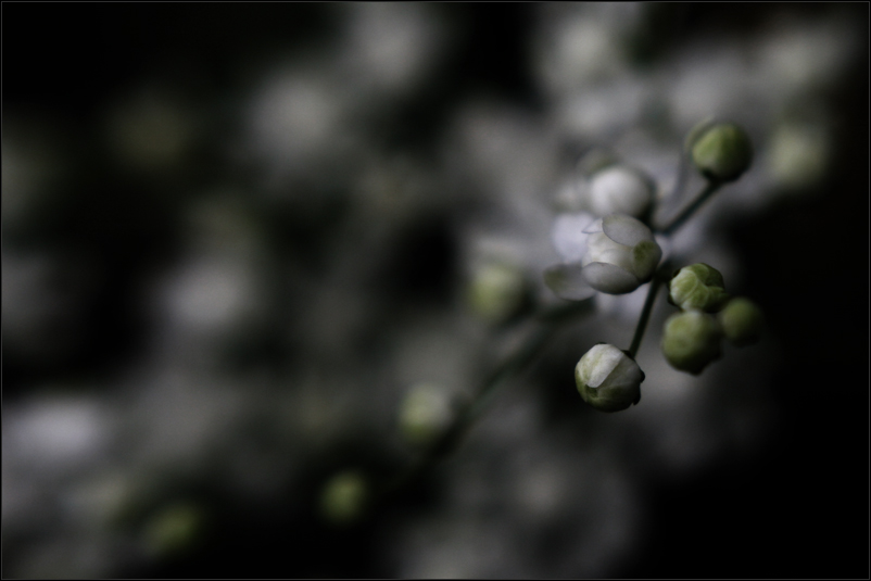 lensbaby in nachbars garten ²