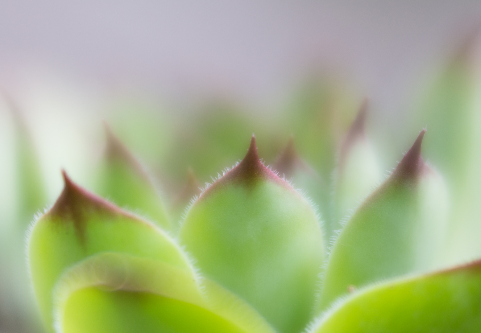 lensbaby makro