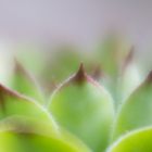 lensbaby makro