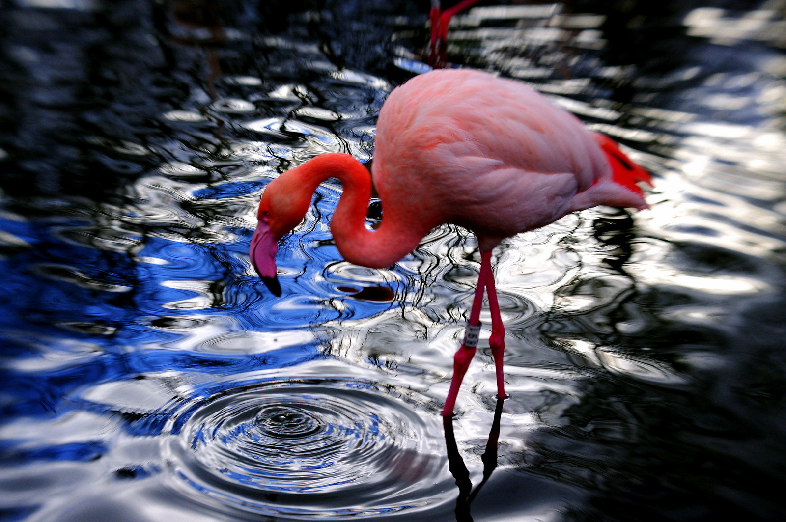 Lensbaby meets Flamingo