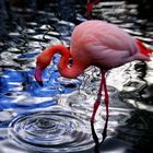 Lensbaby meets Flamingo