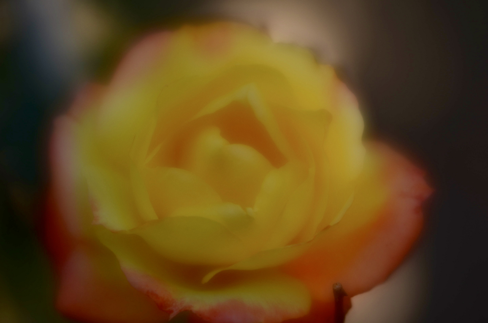 Lensbaby Rose challenge