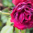 Lensbaby Rose Magenta