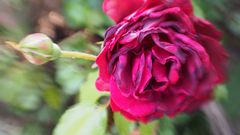 Lensbaby Rose Magenta