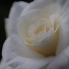 Lensbaby Rose White
