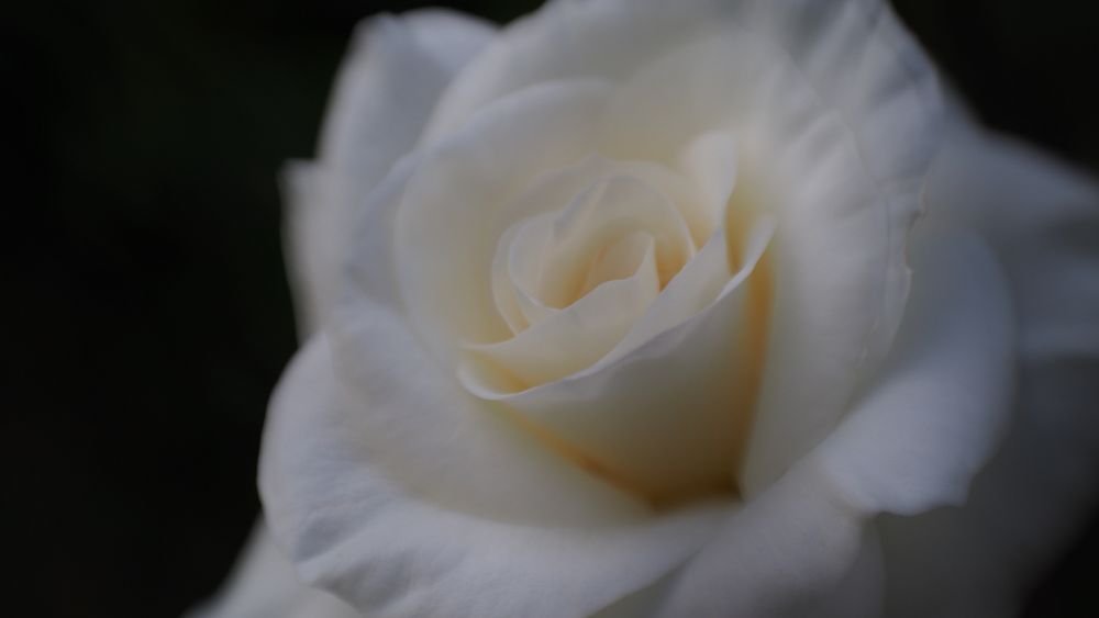 Lensbaby Rose White