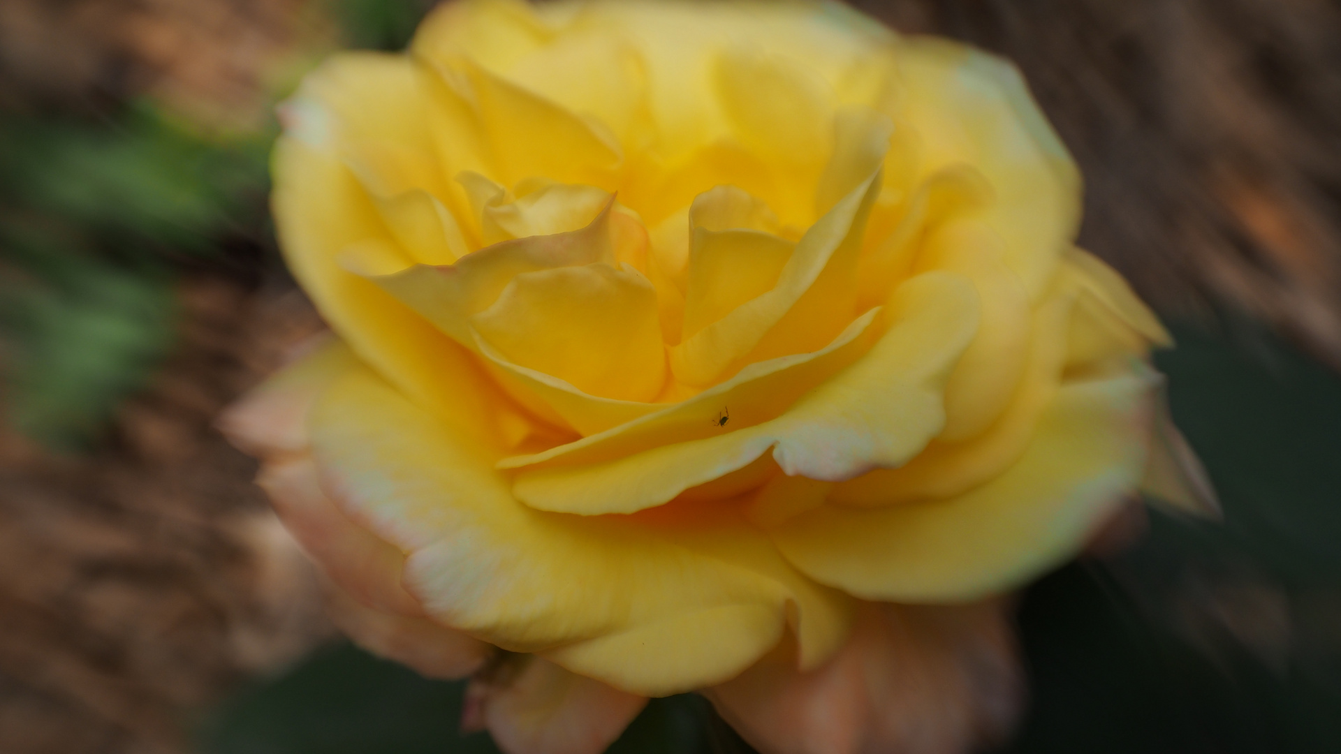 Lensbaby Rose Yellow