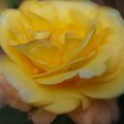 Lensbaby Rose Yellow