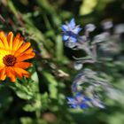 LENSBABY - Spiel mit der Farbe