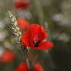 Lensbaby trifft Mohn und Gerste