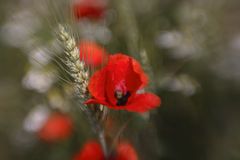 Lensbaby trifft Mohn und Gerste