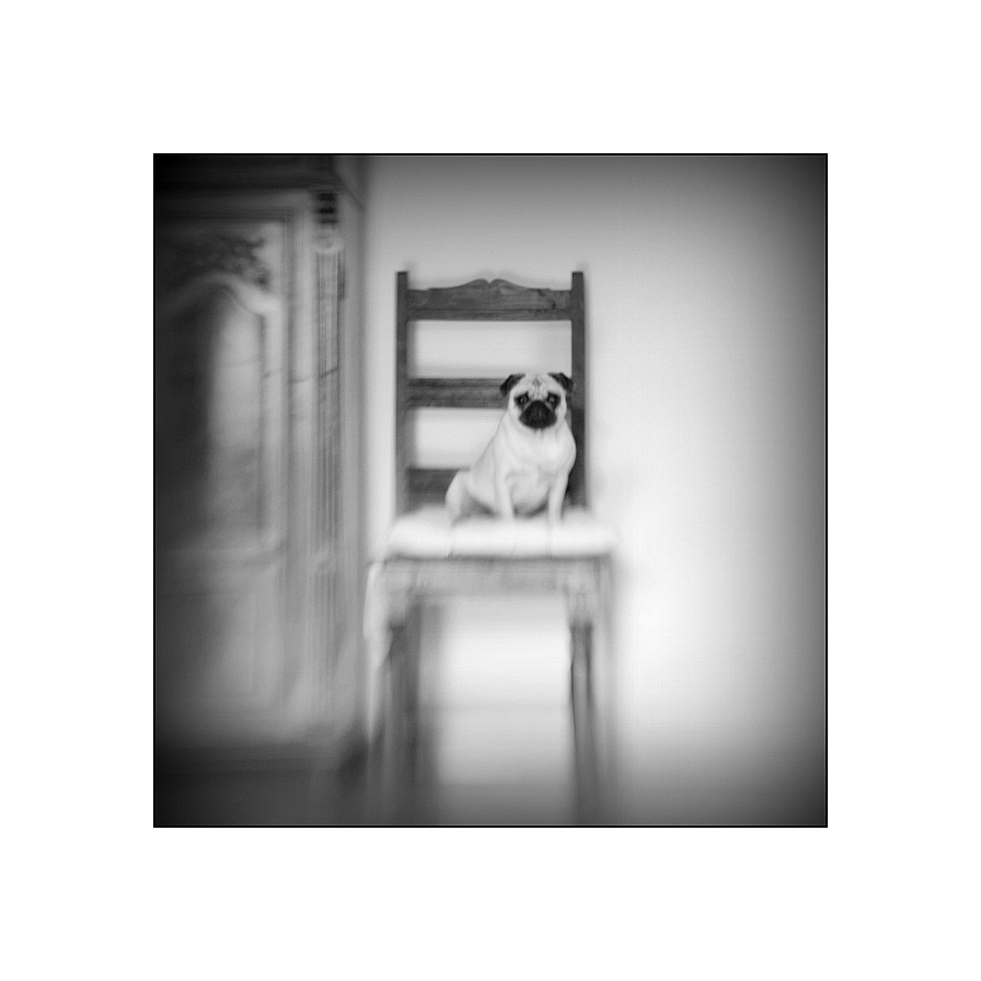 Lensbabymopsportrait