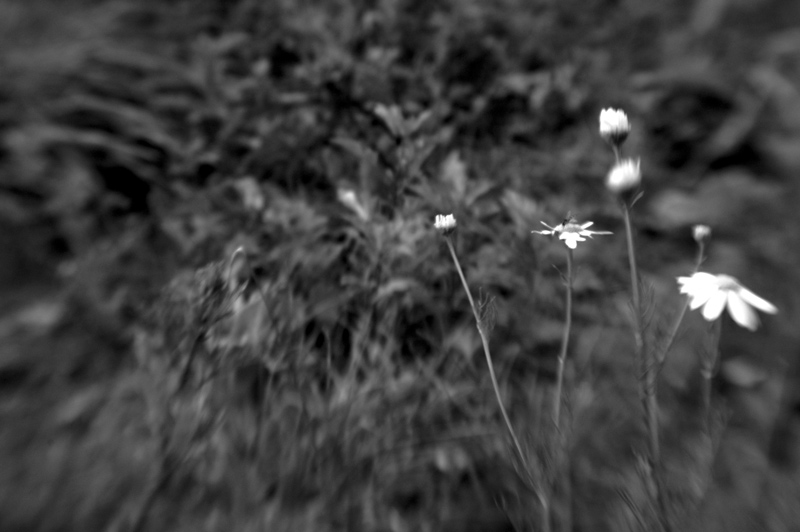 lensbaby's dreams...