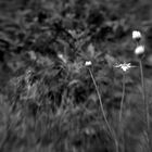 lensbaby's dreams...