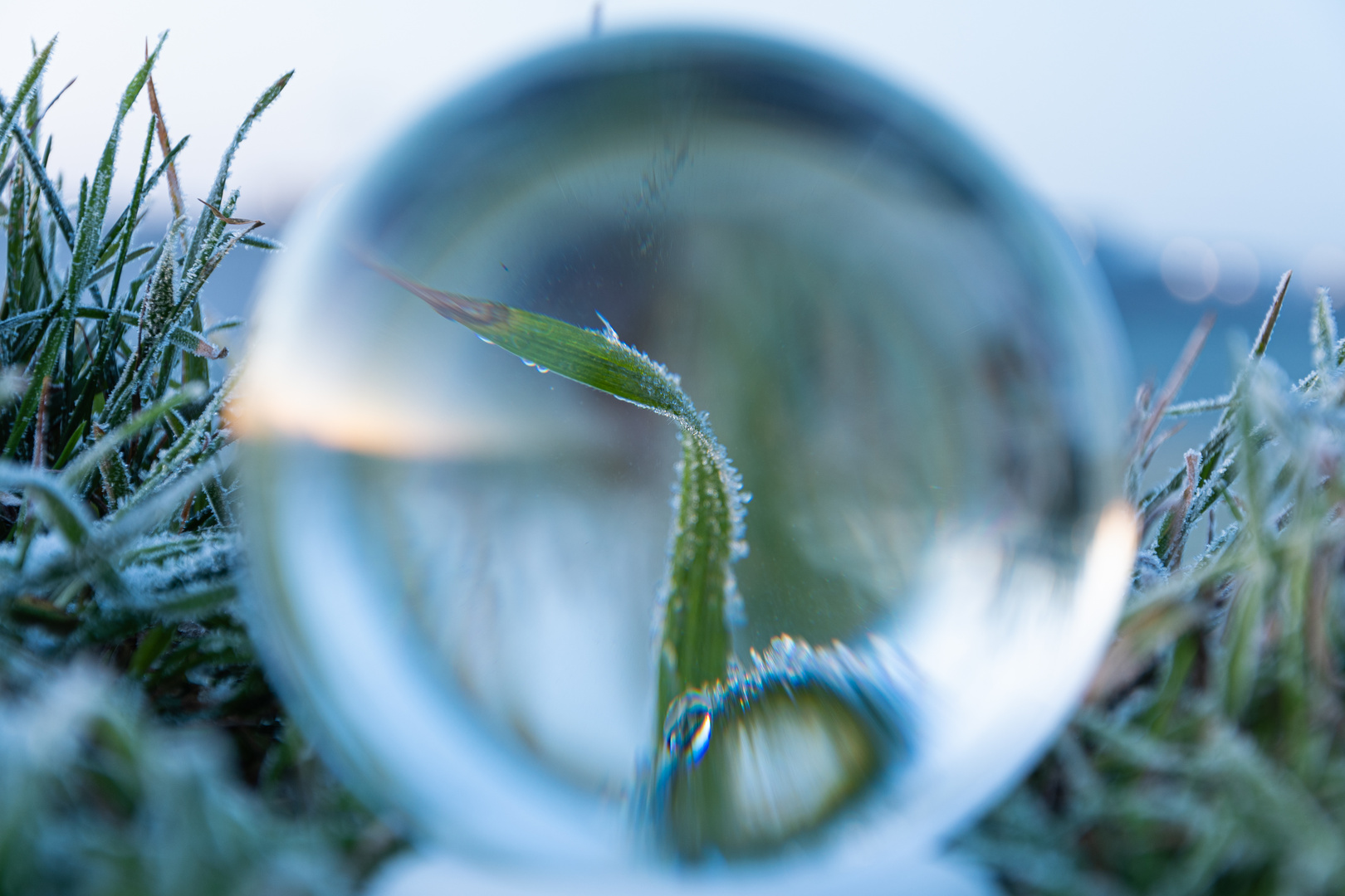 Lensball - ein Grashalm