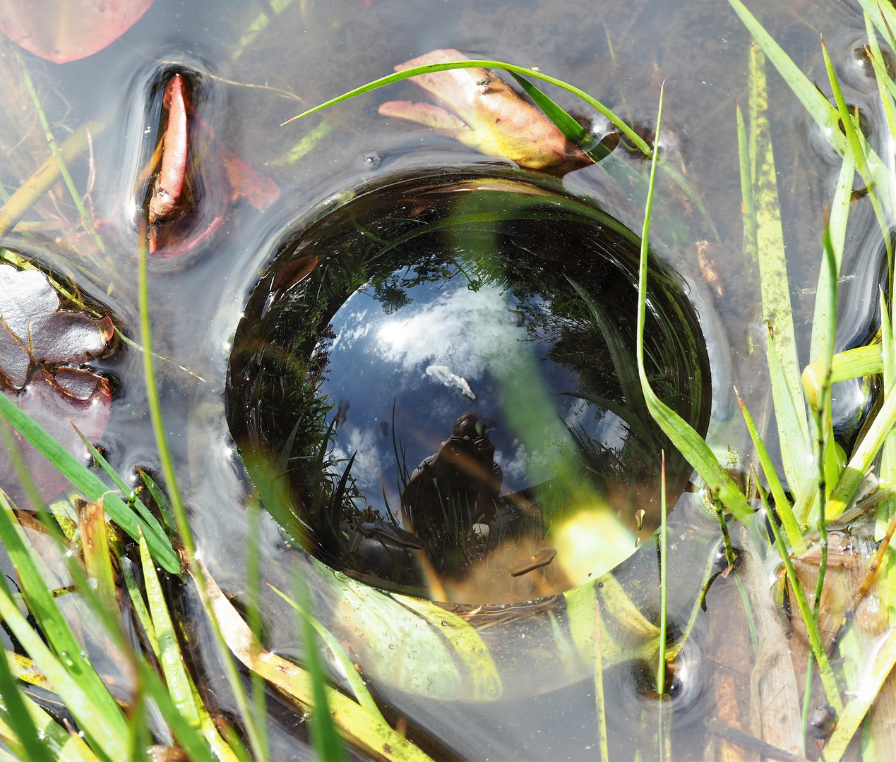 lensball im Teich