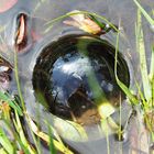 lensball im Teich