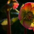 Lenten Rose