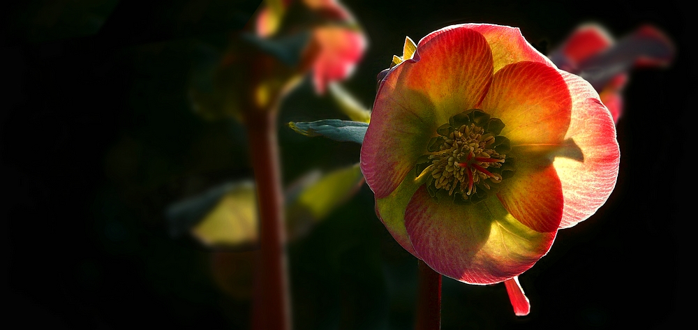 Lenten Rose