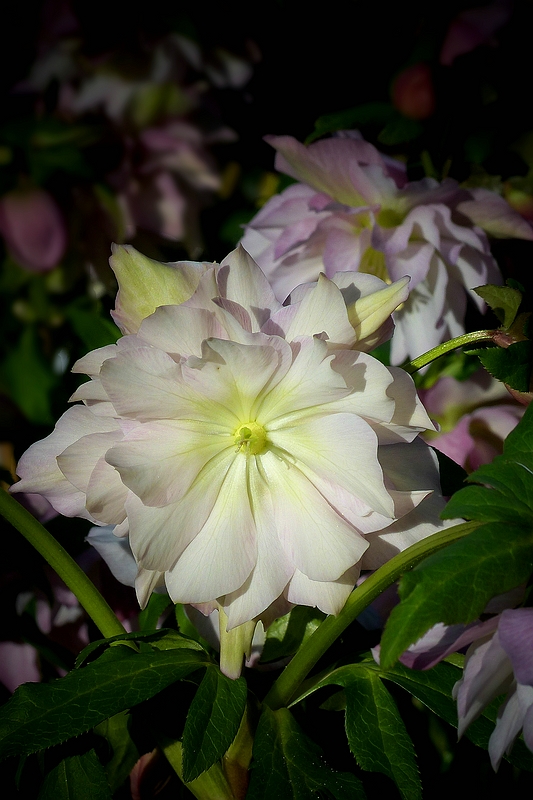 Lenten Rose 